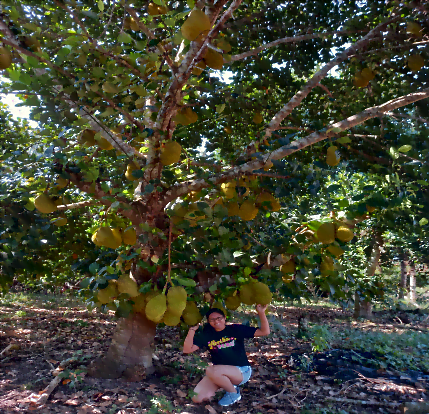 En el fundo Jack Fruit cosechando la fruta mas grande del mundo
