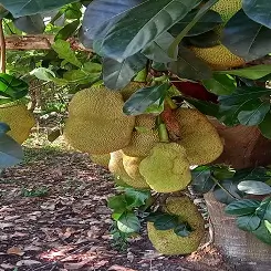 Jack Fruit Jaca Yaka en Rio Negro Satipo selva peruana Junin Peru