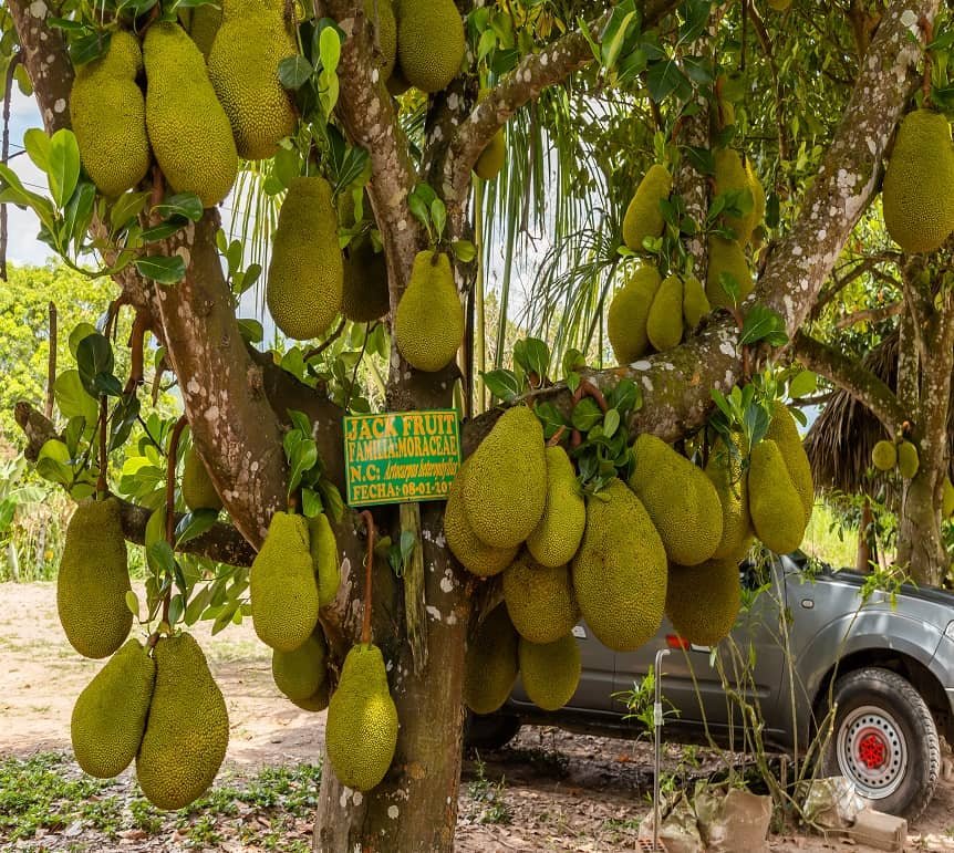Produccion de Jackruit Jackfruit en la Finca Jack Fruit Peru Rio Negro Satipo selva central Junin.